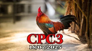 Tổng Hợp Clip Đá Gà Thomo Hôm Nay C3 Ngày 18/07/2025