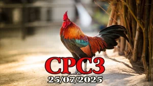 Tổng Hợp Clip Đá Gà Thomo Hôm nay C3 Ngày 25/07/2025