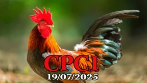 Xem Lại Đá Gà Trực Tiếp C1 Hôm Nay Ngày 19/07/2025