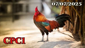Tổng Hợp Clip Đá Gà Trực Tiếp C1 07/07/2025