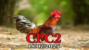 Video Đá Gà Trực Tiếp C2 Hôm Nay Ngày 18/07/2025 - Tại ĐÁ GÀ 88