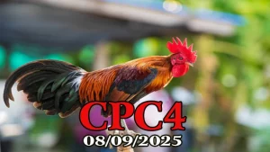 Xem Lai Full Clip Đá Gà C4 Campuchia Ngày 08/09/2025