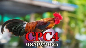 Xem lại đá gà Thomo C4 hôm nay 08/10/2025
