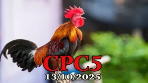 Đá Gà C5 Phát Lại Hôm Nay 13/10/2025