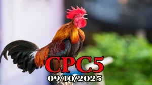 Đá Gà Giải C5 Hôm Nay 09/10/2025