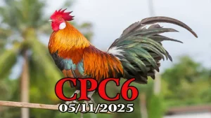 Clip phát lại đá gà trực tiếp CPC6 hôm nay 05/11/2025 full HD