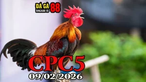 Clip Đá Gà Trực Tiếp CPC5 Ngày 09022026 Mới Nhất