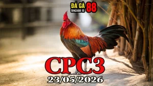 Video Đá Gà Trực Tiếp CPC3 Ngày 23052026