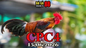Video Đá Gà Trực Tiếp CPC4 Ngày 15062026