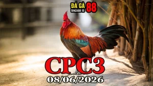 Video đá gà Thomo CPC3 hôm nay 08062026