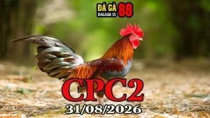 Video Đá Gà Thomo CPC2 Hôm Nay 31082026
