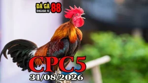 Video Đá Gà Trực Tiếp CPC5 Ngày 31082026